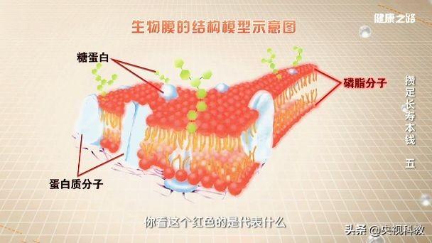 吃什么东西提高记忆力，记性差吃什么东西最好