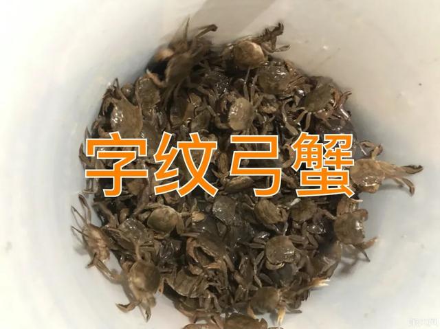 河里螃蟹晚上在什么第方出现，螃蟹一般躲在河里什么地方