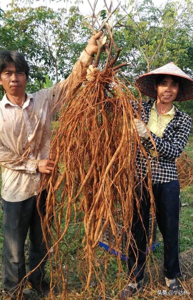 牛大力有什么作用，牛大力的功効与作用